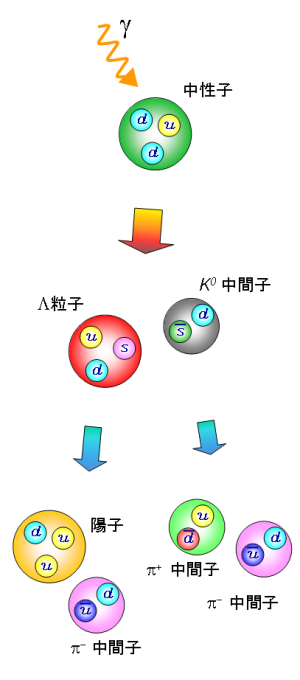 γ線と中性子の相互作用